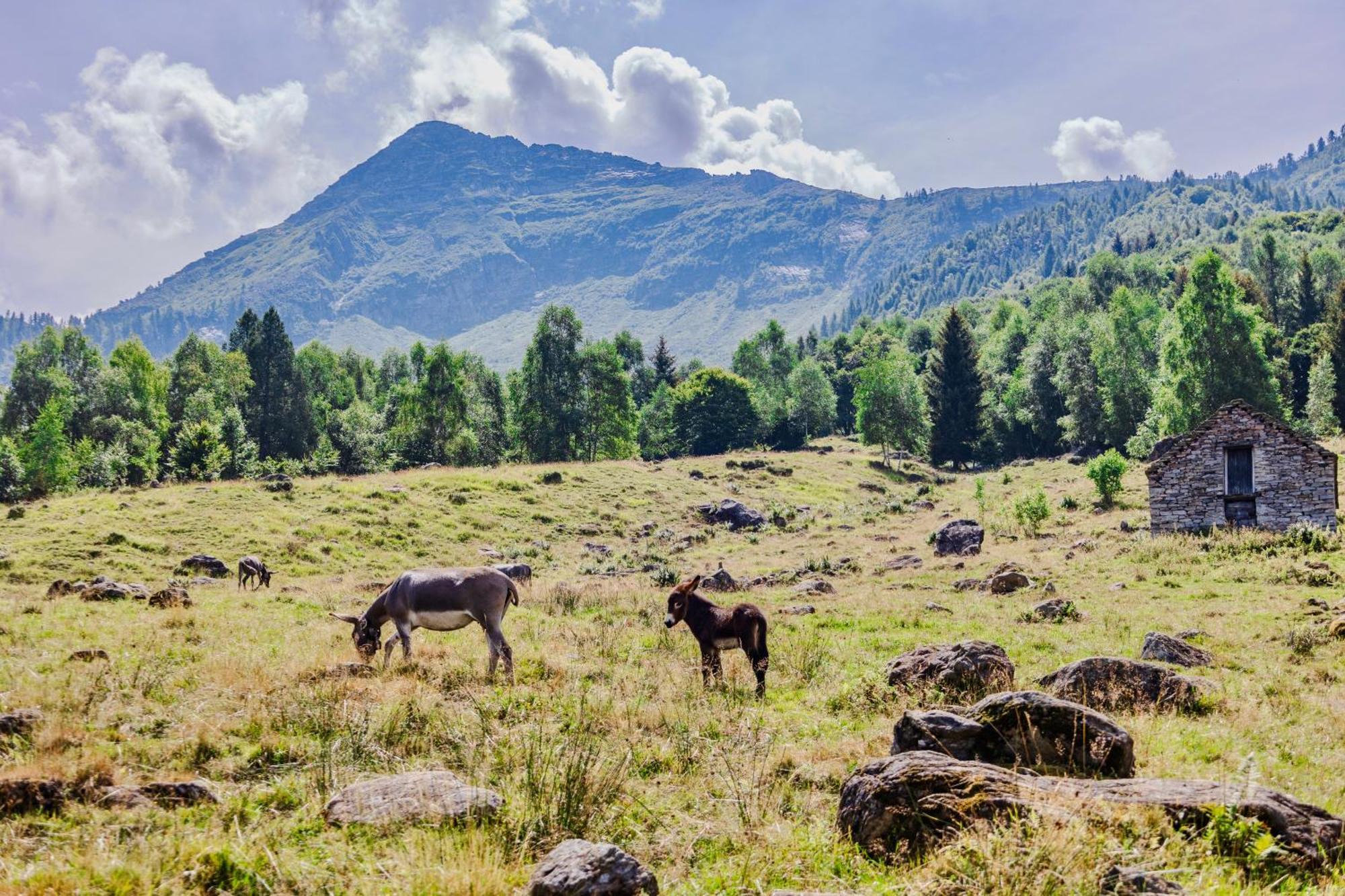 Rifugio Parpinasca Hostel Trontano Екстериор снимка